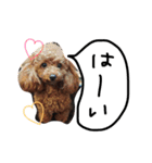 愛犬のプードルちゃん♡.1（個別スタンプ：25）