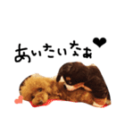 愛犬のプードルちゃん♡.1（個別スタンプ：27）