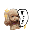 愛犬のプードルちゃん♡.1（個別スタンプ：34）