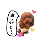愛犬のプードルちゃん♡.1（個別スタンプ：35）