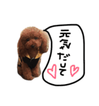愛犬のプードルちゃん♡.1（個別スタンプ：37）