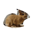 ネザーランド（個別スタンプ：1）