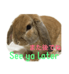 ロップイヤーのふくくん（個別スタンプ：8）