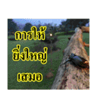 Thai Slogan（個別スタンプ：1）