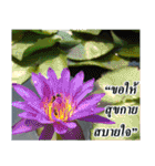 Thai Slogan（個別スタンプ：9）