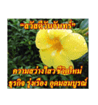 Thai Slogan（個別スタンプ：23）