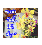 Thai Slogan（個別スタンプ：30）