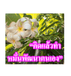 Thai Slogan（個別スタンプ：34）