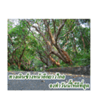 Thai Slogan（個別スタンプ：38）