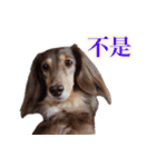 可愛いダックスちゃんスタンプ 中国語Ver.（個別スタンプ：15）