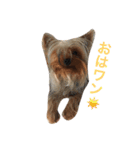 ヨーキーだわん！（個別スタンプ：1）
