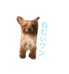 ヨーキーだわん！（個別スタンプ：2）