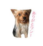 ヨーキーだわん！（個別スタンプ：5）