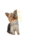 ヨーキーだわん！（個別スタンプ：6）