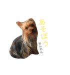 ヨーキーだわん！（個別スタンプ：7）