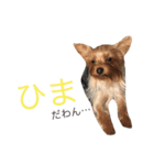 ヨーキーだわん！（個別スタンプ：11）
