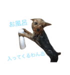 ヨーキーだわん！（個別スタンプ：12）