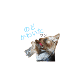 ヨーキーだわん！（個別スタンプ：18）