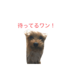 ヨーキーだわん！（個別スタンプ：25）
