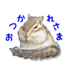 R'sシマリススタンプ（個別スタンプ：3）