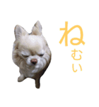 ぶちゃかわどっぐ（個別スタンプ：1）