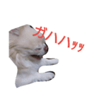 ぶちゃかわどっぐ（個別スタンプ：2）