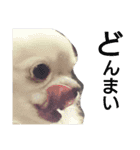 ぶちゃかわどっぐ（個別スタンプ：3）