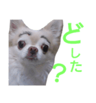 ぶちゃかわどっぐ（個別スタンプ：5）