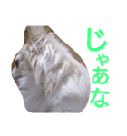 ぶちゃかわどっぐ（個別スタンプ：6）