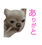 ぶちゃかわどっぐ（個別スタンプ：7）