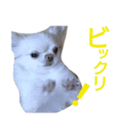 ぶちゃかわどっぐ（個別スタンプ：8）