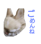 ぶちゃかわどっぐ（個別スタンプ：10）