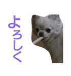 ぶちゃかわどっぐ（個別スタンプ：11）