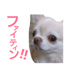 ぶちゃかわどっぐ（個別スタンプ：12）