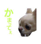 ぶちゃかわどっぐ（個別スタンプ：13）