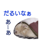 ぶちゃかわどっぐ（個別スタンプ：15）