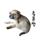 puppy dog guai-guai（個別スタンプ：5）