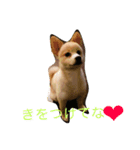 虎二郎（個別スタンプ：3）