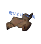 虎二郎（個別スタンプ：4）