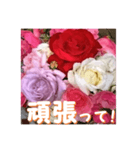 薔薇の花♡アソート3_挨拶メッセージ（個別スタンプ：12）