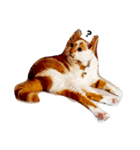 わが家のミュウミュウ（個別スタンプ：1）