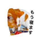 わが家のミュウミュウ（個別スタンプ：3）
