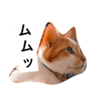 わが家のミュウミュウ（個別スタンプ：8）