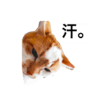 わが家のミュウミュウ（個別スタンプ：9）