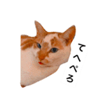 わが家のミュウミュウ（個別スタンプ：10）