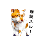 わが家のミュウミュウ（個別スタンプ：13）