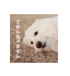 my family stamp.（個別スタンプ：1）