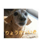 スムースダックスのショコラ（個別スタンプ：5）