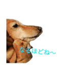 スムースダックスのショコラ（個別スタンプ：9）