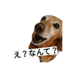 スムースダックスのショコラ（個別スタンプ：10）
